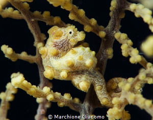 Pigmy sea horse Yellow. Raja Ampat
Nikon D800E, 60 macro... by Marchione Giacomo 